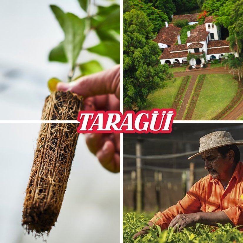 yerba mate taragui plantaze