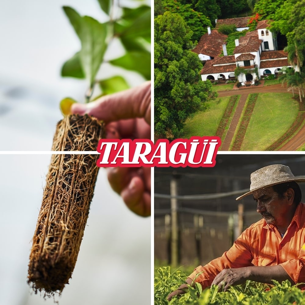 Taragui Yerba Mate výrobce